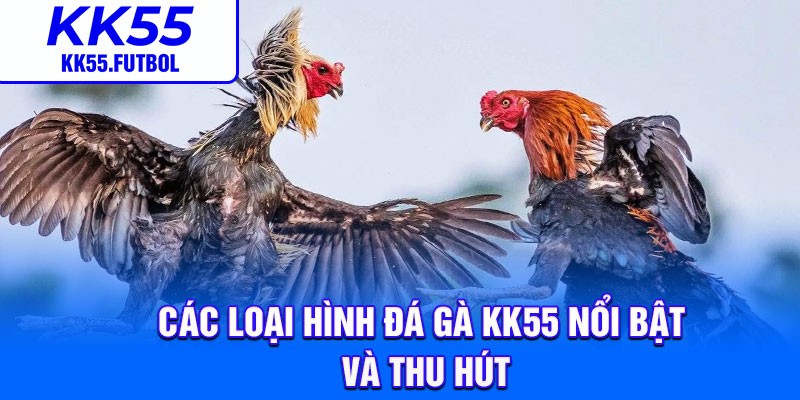 Các loại hình đá gà KK55 nổi bật và thu hút