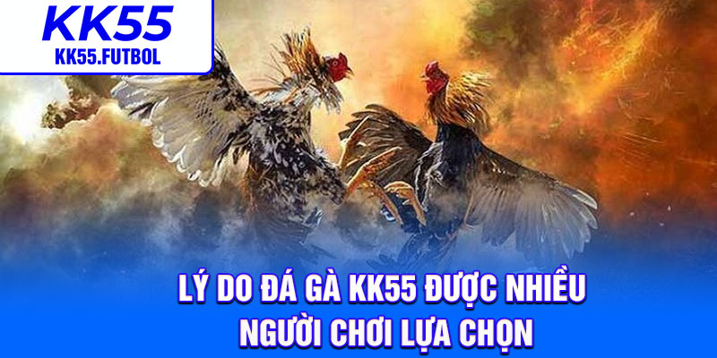 Lý do đá gà KK55 được nhiều người chơi lựa chọn