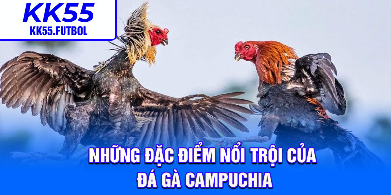 Những đặc điểm nổi trội của đá gà Campuchia