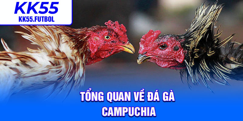 Tổng quan về đá gà Campuchia