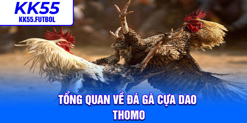 Tổng quan về đá gà cựa dao Thomo
